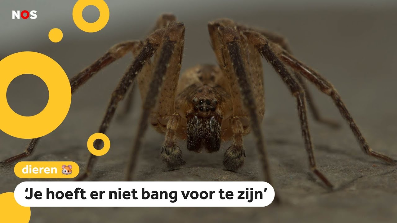 Valse wolfspin komt steeds vaker voor in Nederland