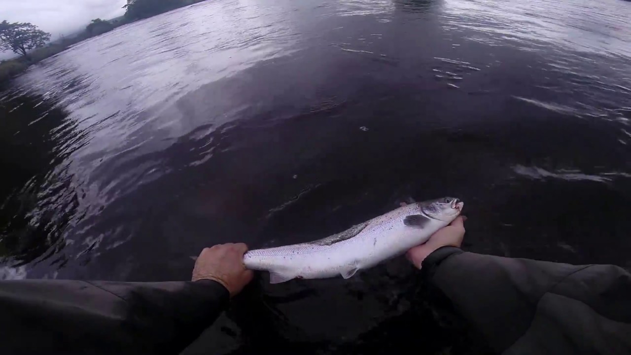Salmon Fishing, River Forth, The Bedshot, 14th August 2017