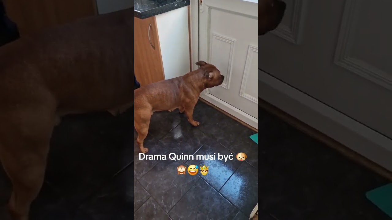 Kr&oacute;l Dramy😱🙈 #dc #foryou #dogshorts #doglife #riko #drama #queen #funnydogs #red #staffy #love
