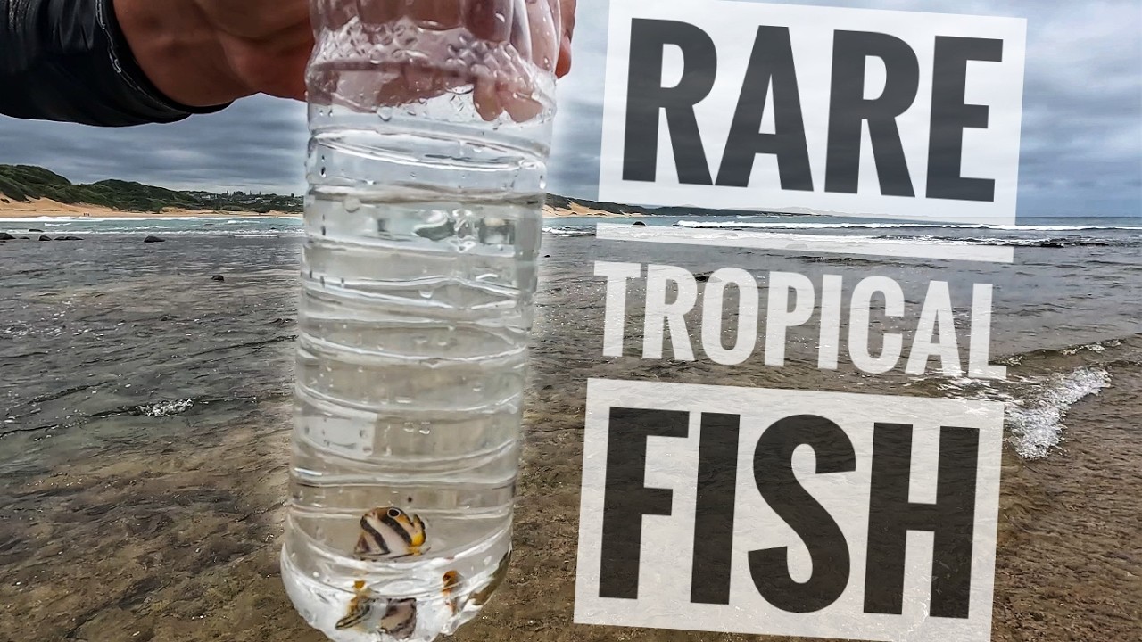 Collecting RARE fish for my SALTWATER AQUARIUM!!