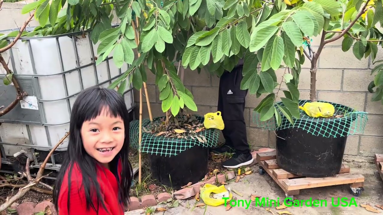 Tết Xuân Thu hoạch mãng cầu 