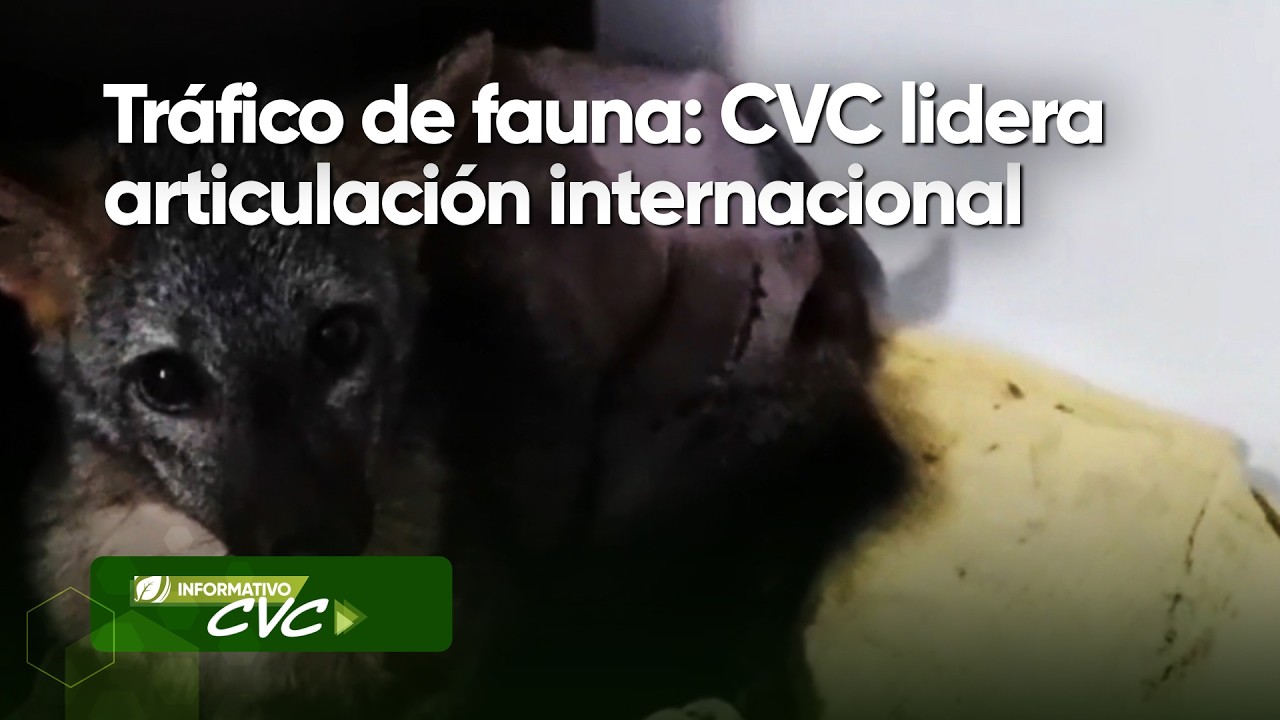 Tráfico de fauna: CVC lidera articulación internacional