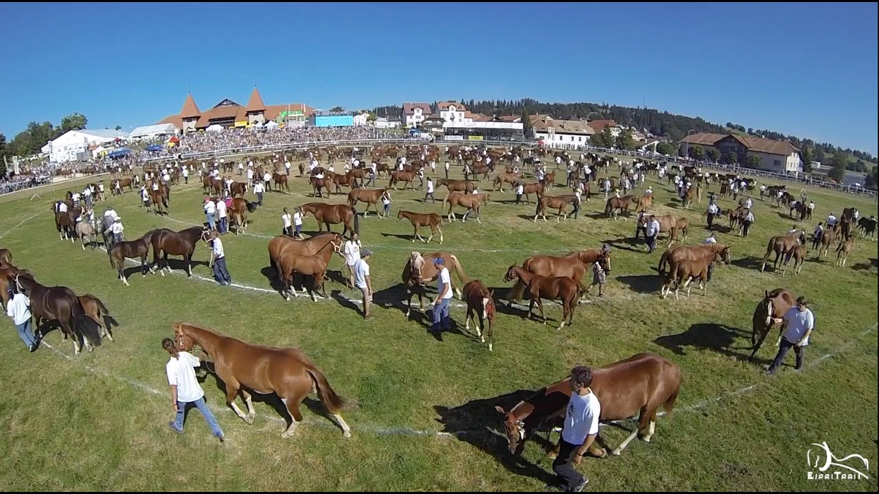 Marché-Concours de Saignelégier 2016
