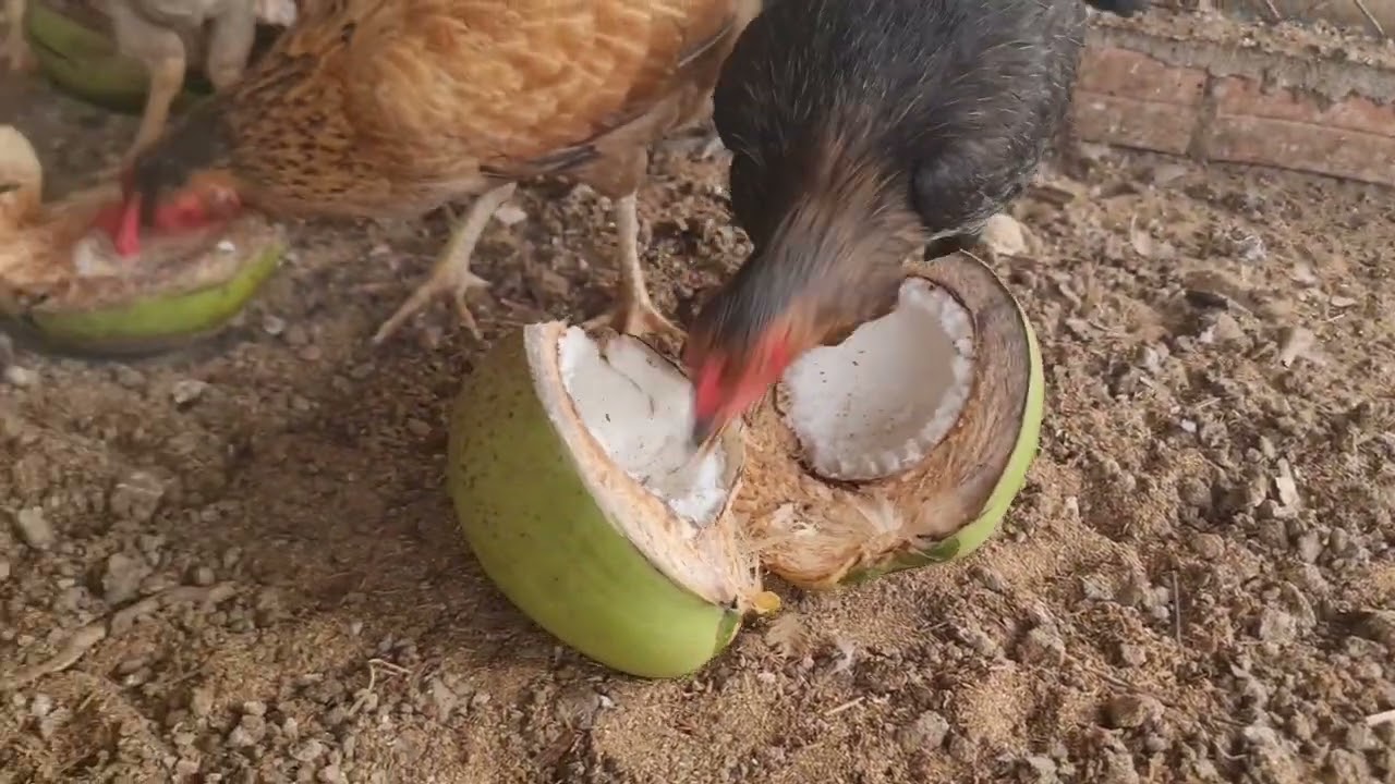 Chicken like coconut for eating at lunchtime 