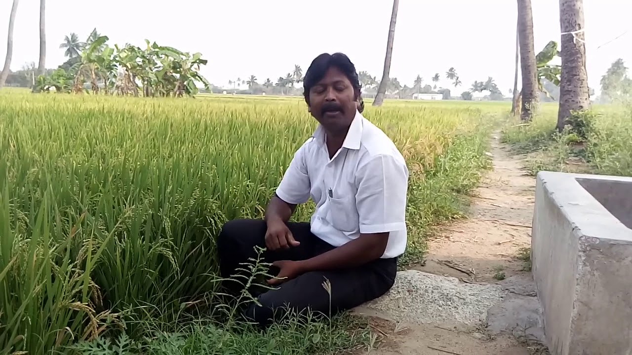 Unaum ulaum 100 days padyy cultivation