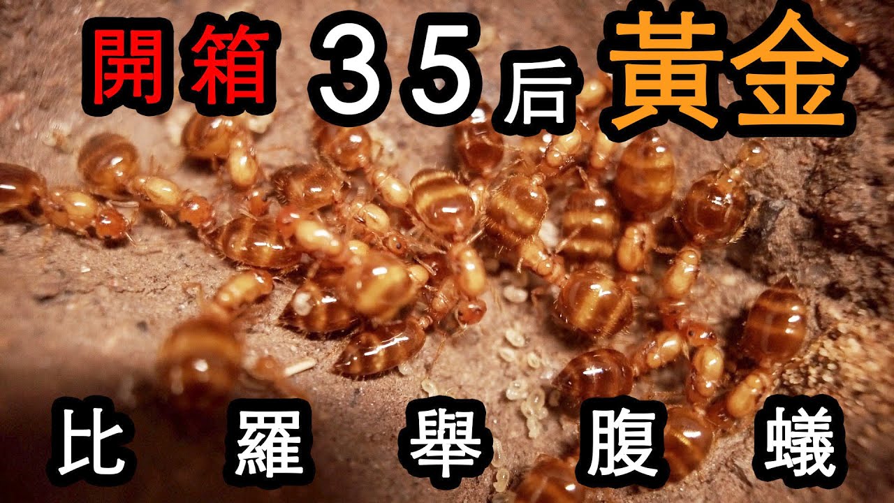 開箱35后黄金--比羅舉腹蟻（畢氏舉尾）回歸Crematogaster biroi