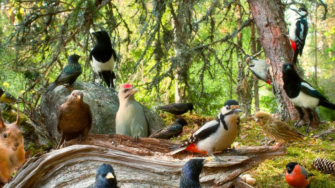 Cat TV😺 12 hours Bird Watching Extravaganza at Cozy Forest Nook Restaurant