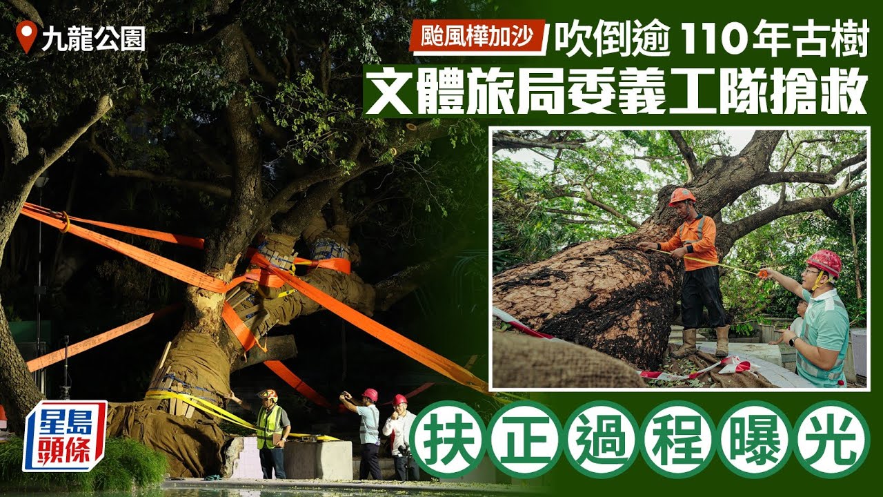 颱風樺加沙︱九龍公園逾110歲古樹倒塌 當局晚上成功搶救 扶正近90度交康文署護養｜星島頭條新聞｜十號風球｜樺加沙｜九龍公園｜大葉合歡古樹｜百年古樹