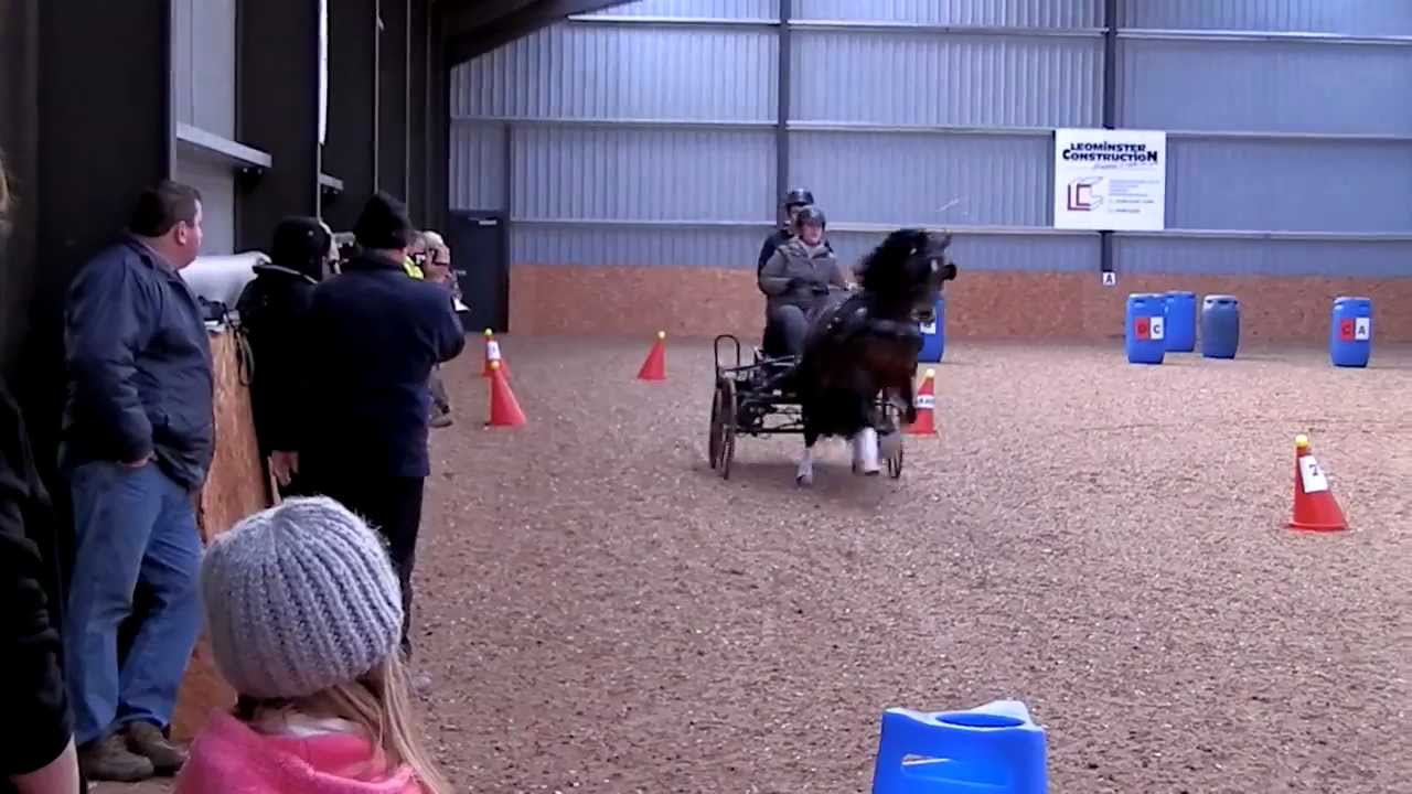 Carriage Driving with Emily Ham
