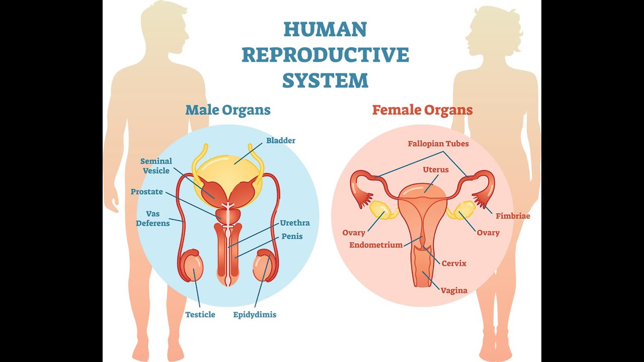 Physiology | Reproductive System | Ovarian & utrine cycles & their control  | April 27 |