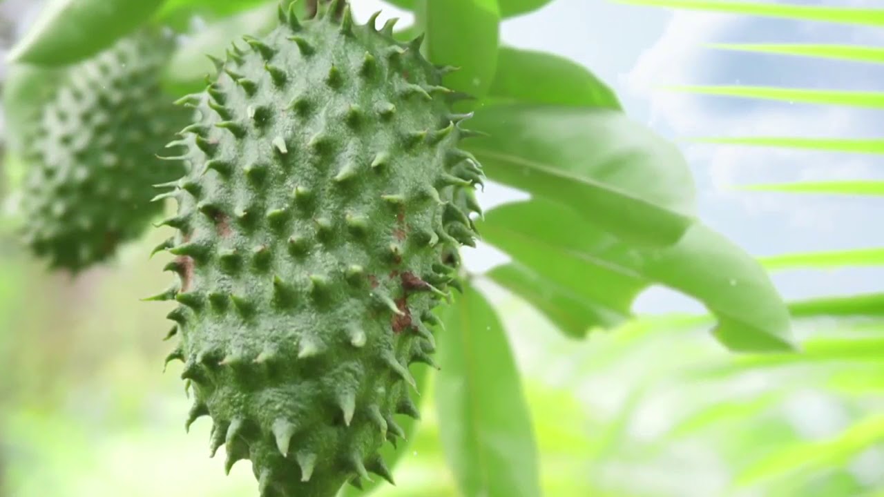 TKO Farms, Ltd. to be World's Largest Soursop Grower- MoneyTV with Donald Baillargeon