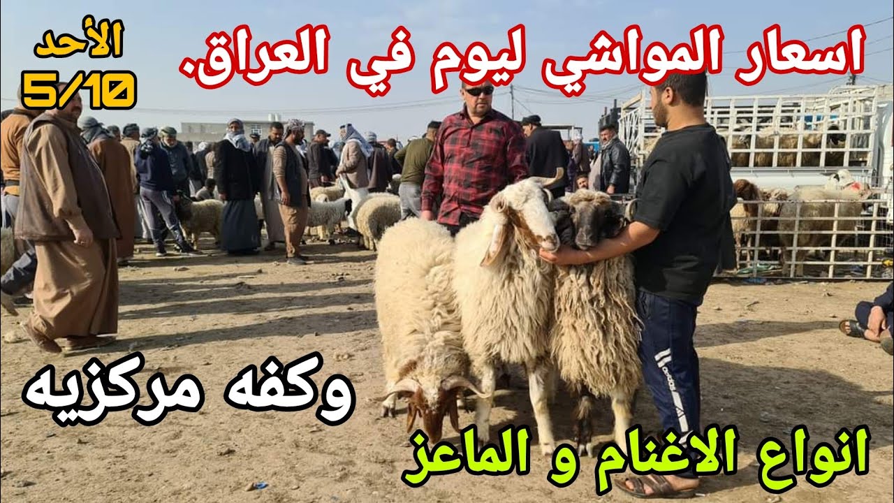 اسعار المواشي ليوم في العراق سوق مواشي محافظة بغداد في التاجي يوم الأحد 5/12 سوق مركزي