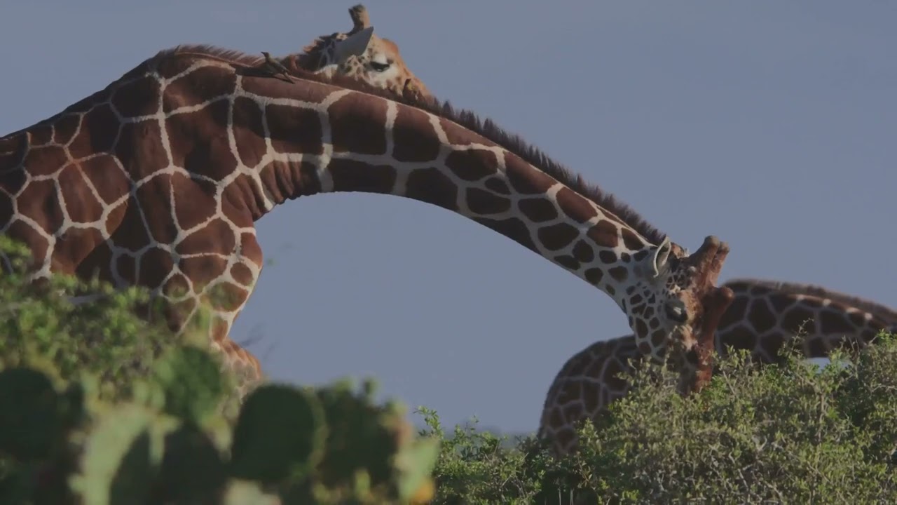 Why Do Giraffes Have Long Necks 🦒 Fun Animal Facts for Kids!