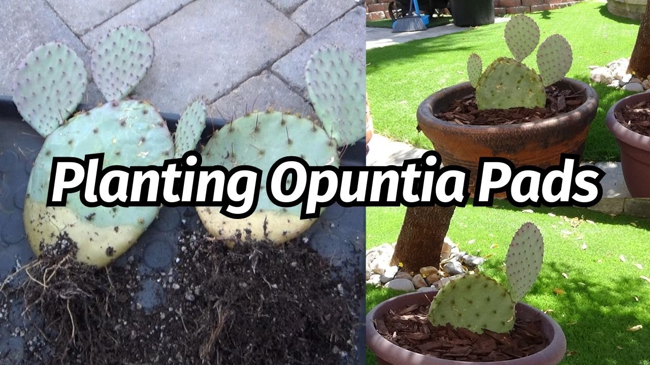 Planting Rooted Opuntia Cactus Pads