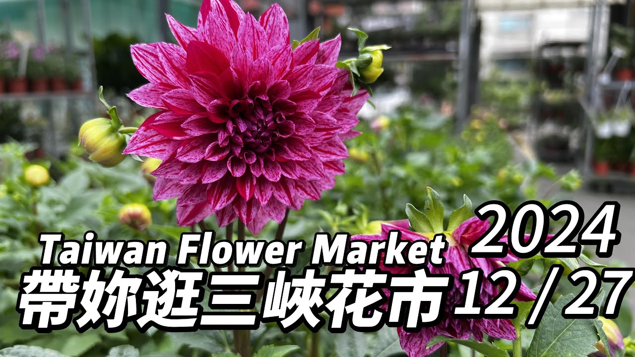 帶妳逛新北三峽花市~週末搶先看!丨2024/12/27丨Taiwan Flower Market 丨片尾抽獎丨
