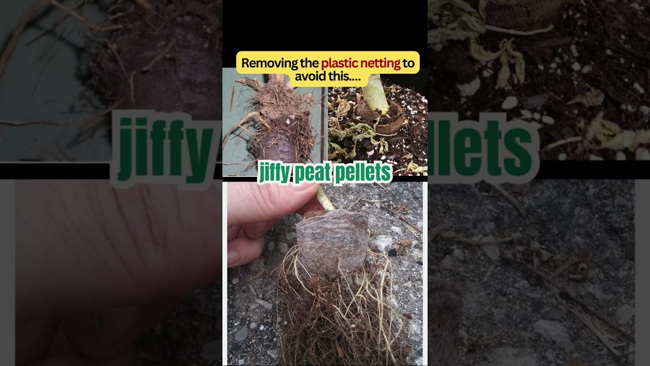 Growing in Jiffy Peat Pellets? Avoid this garden mistake! #soilblocks