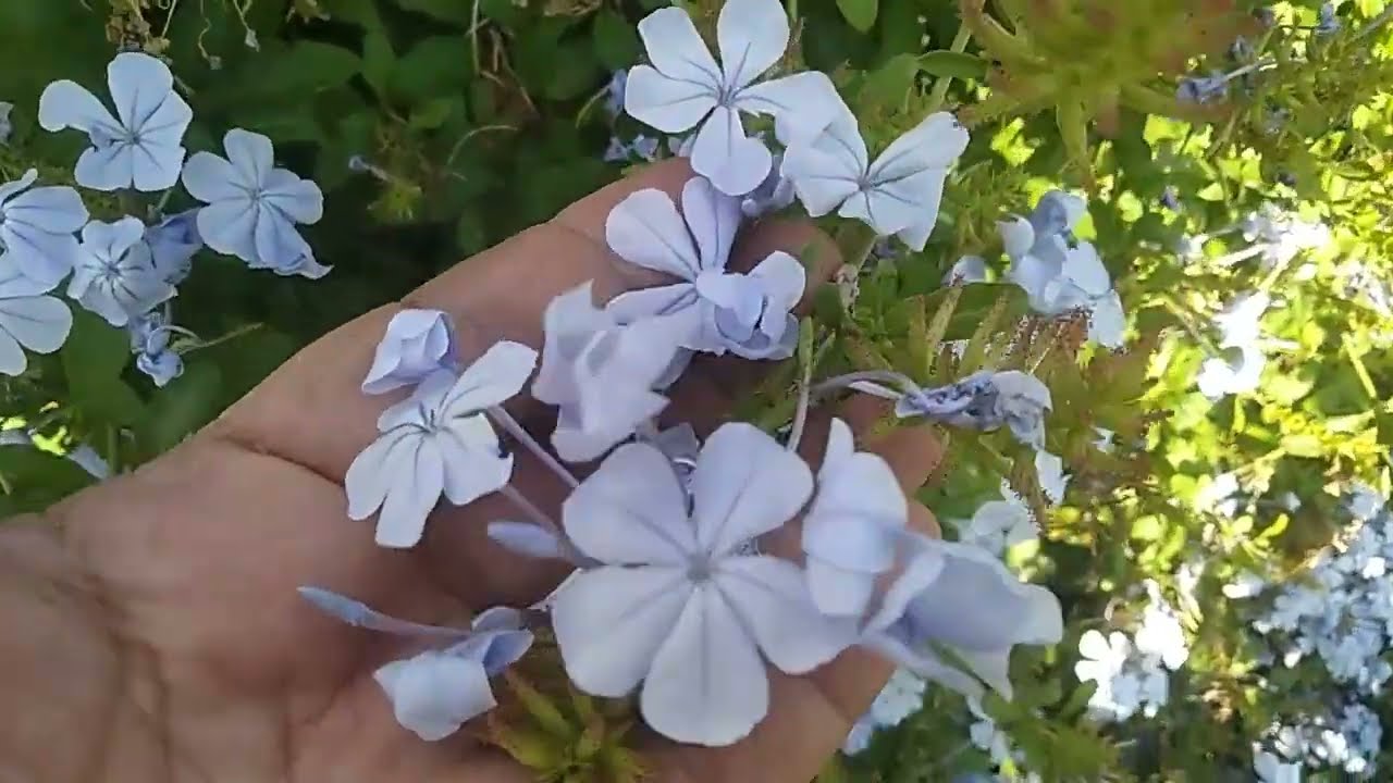 Como cultivar a Bela - Emília, fazer mudas😍