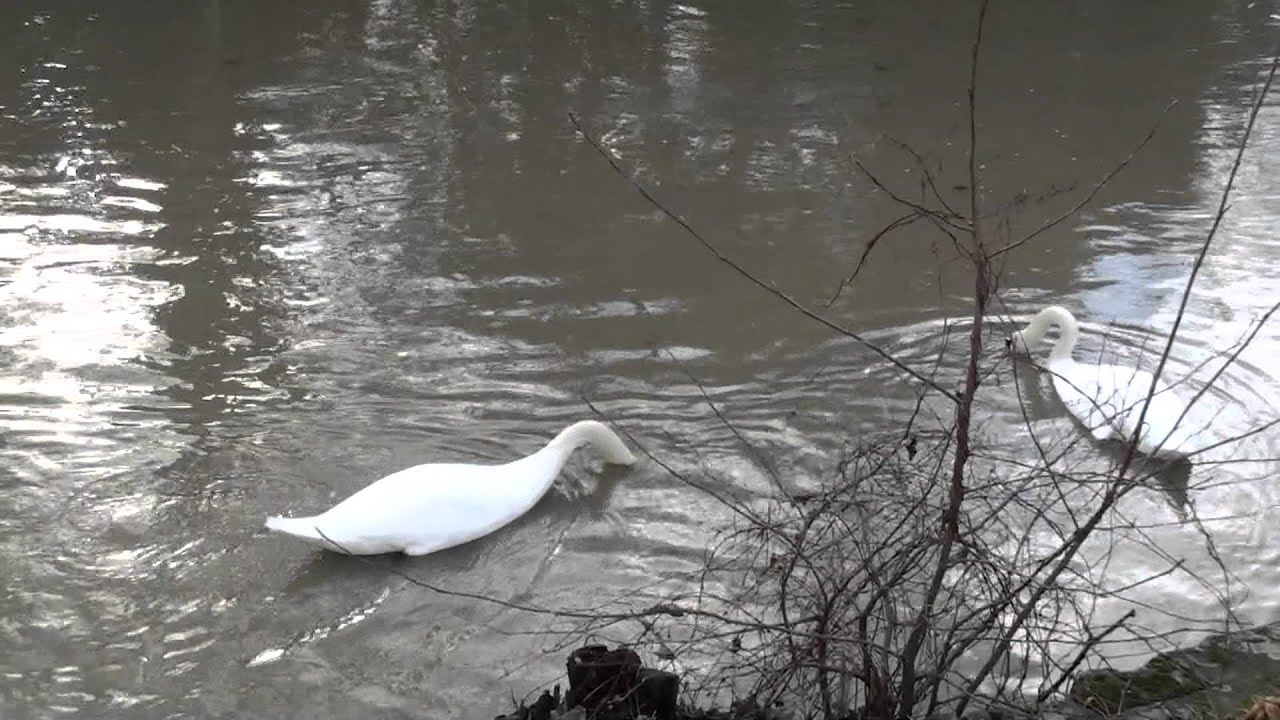 Cygnes le long de la rivi&egrave;re &agrave; Illiers-Combray
