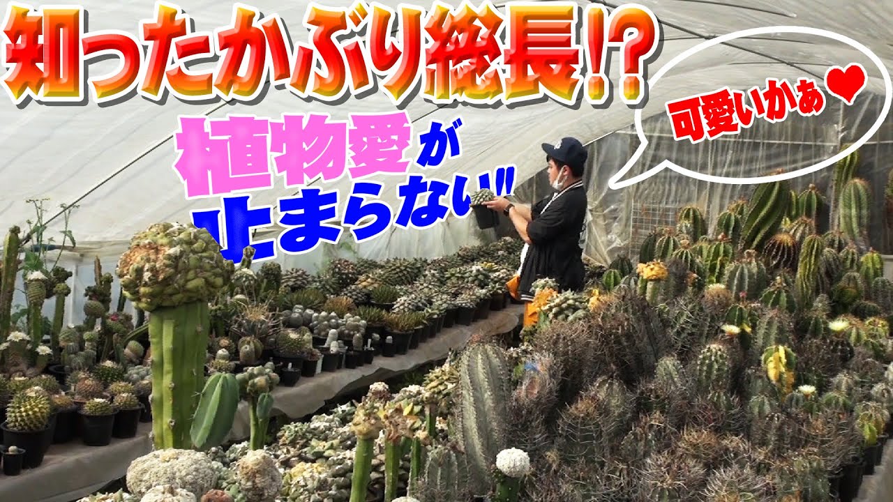 多肉植物の楽園はこちらです