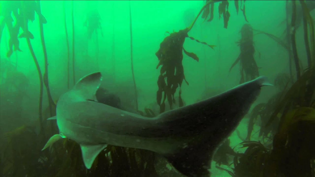 I AM WATER - Beth and Hanli Love of Freediving