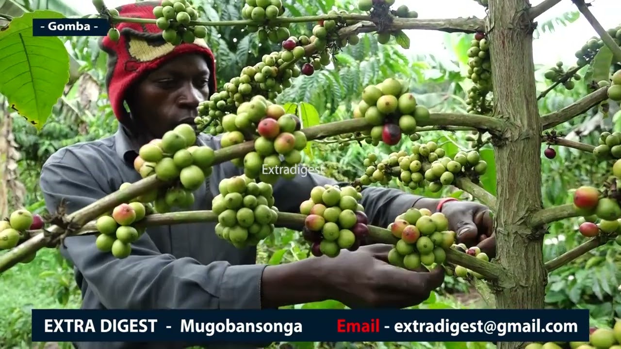 Hon. Kasibante Moses -getting rich from Coffee farming. Teri bugagga obusinga okulima - #extradigest