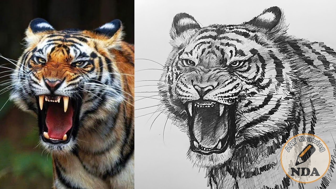 How To Draw A Realistic Tiger With Pencil Sketch - Animal Drawing | Art Drawing NDA