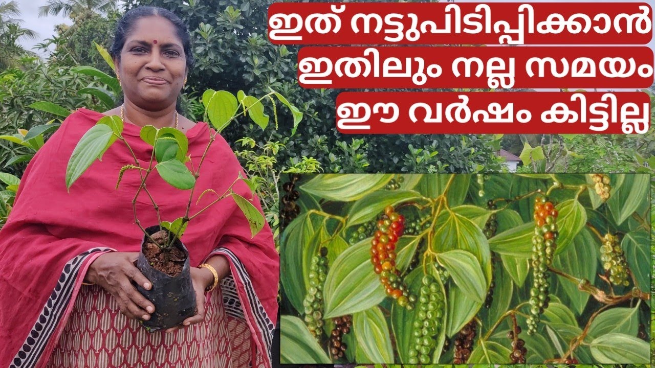 കുറ്റിക്കുരുമുളക് കൃഷി - ടെറസ്സ് | Black pepper farming on terrace in container or pot | Malayalam
