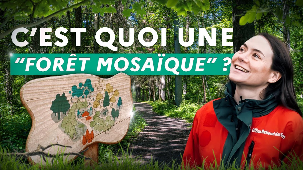 À la découverte de la forêt mosaïque en forêt de Retz