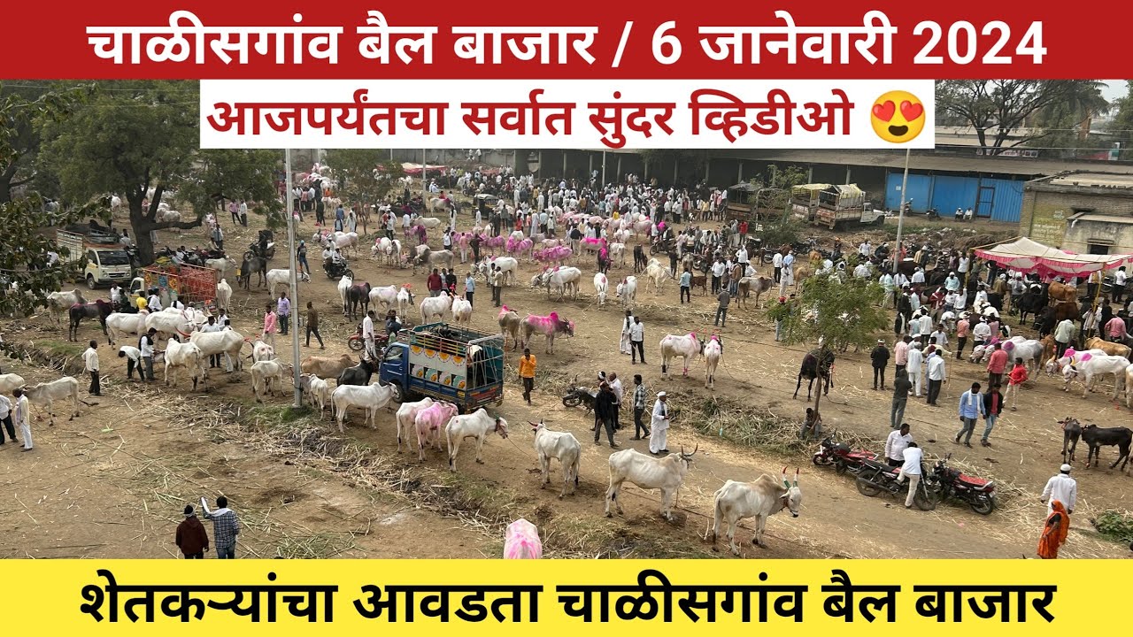🛑Live चाळीसगांव बैल बाजार, 6 जानेवारी 2023 | आजपर्यंतचा सर्वात सुंदर व्हिडीओ 🥰 Chalisgaon bail bazar