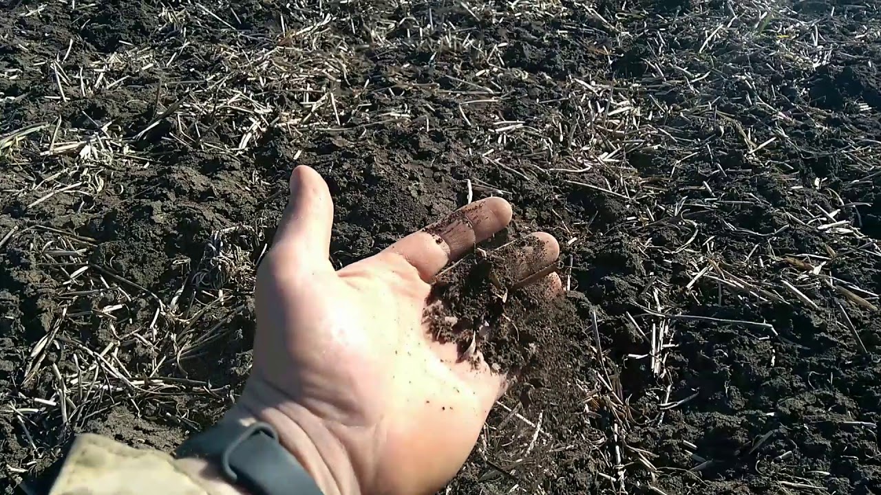 Вносим селитру по 100 кг под сев кукурузы.