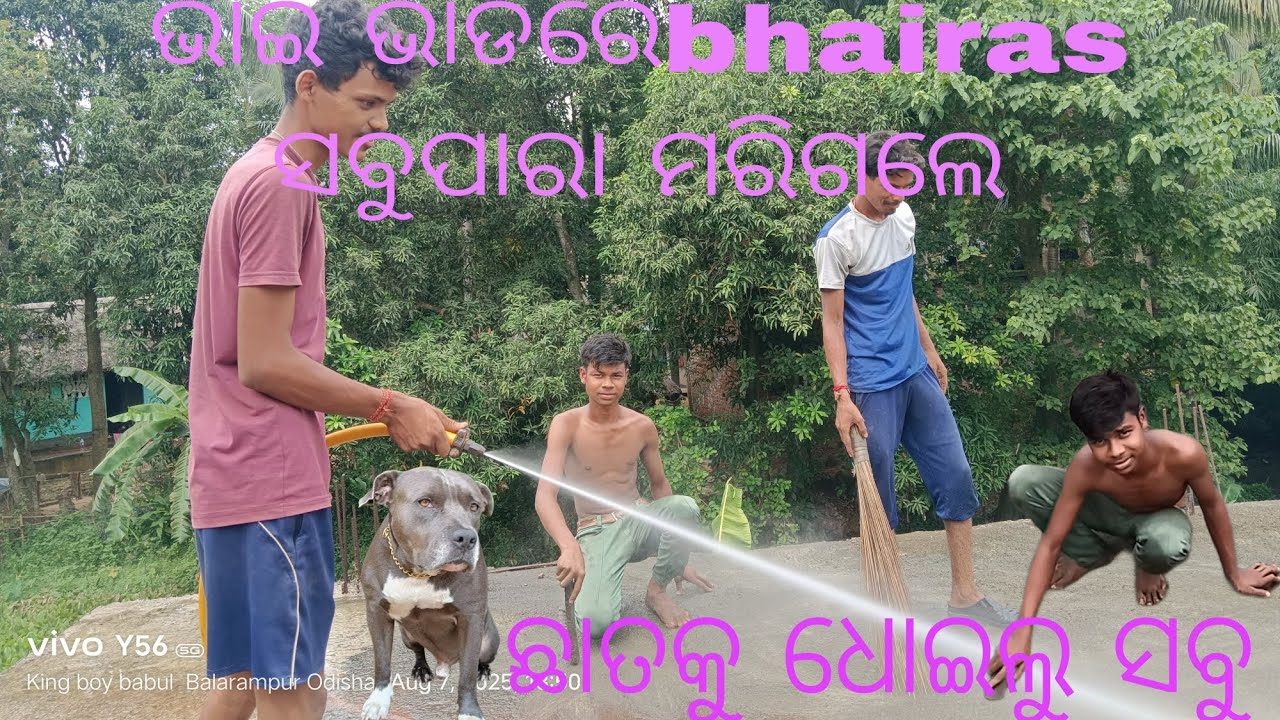 ||ଭାଇ ଭାଡିରେ bhairas ସବୁପାରା ମରିଗଲେ||@JAPUARABPETVLOG @petlovernarayan @odiapetdunia #viral #birds 