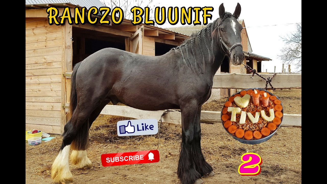 2 URODZINY TIVENTO