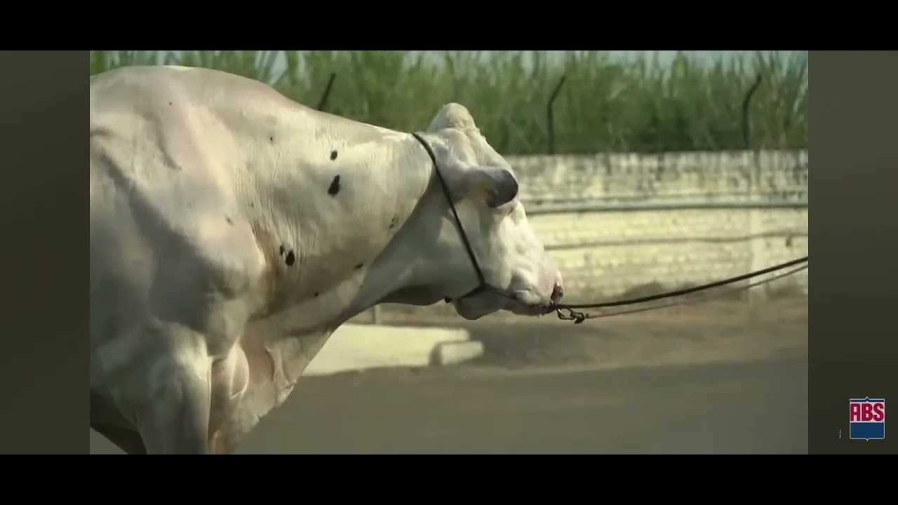 ABS Snowman: The Bull You Didn’t Know Could Change Your Herd