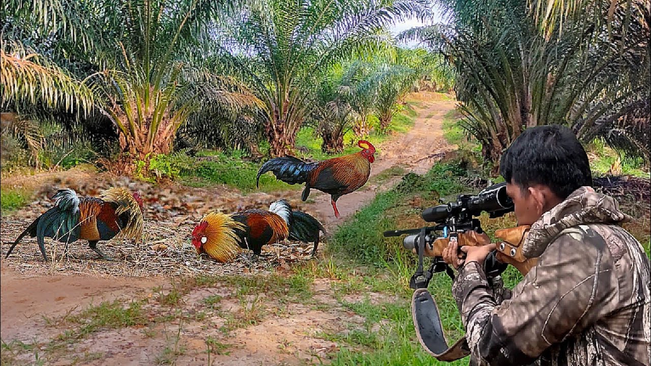 FULL SHOOT ‼️ VIDIO KOMPILASI BERBURU AYAM HUTAN FULL POIN 2025
