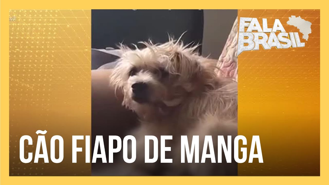 Cachorro ‘fiapo de manga’ é a nova paixão do brasileiro