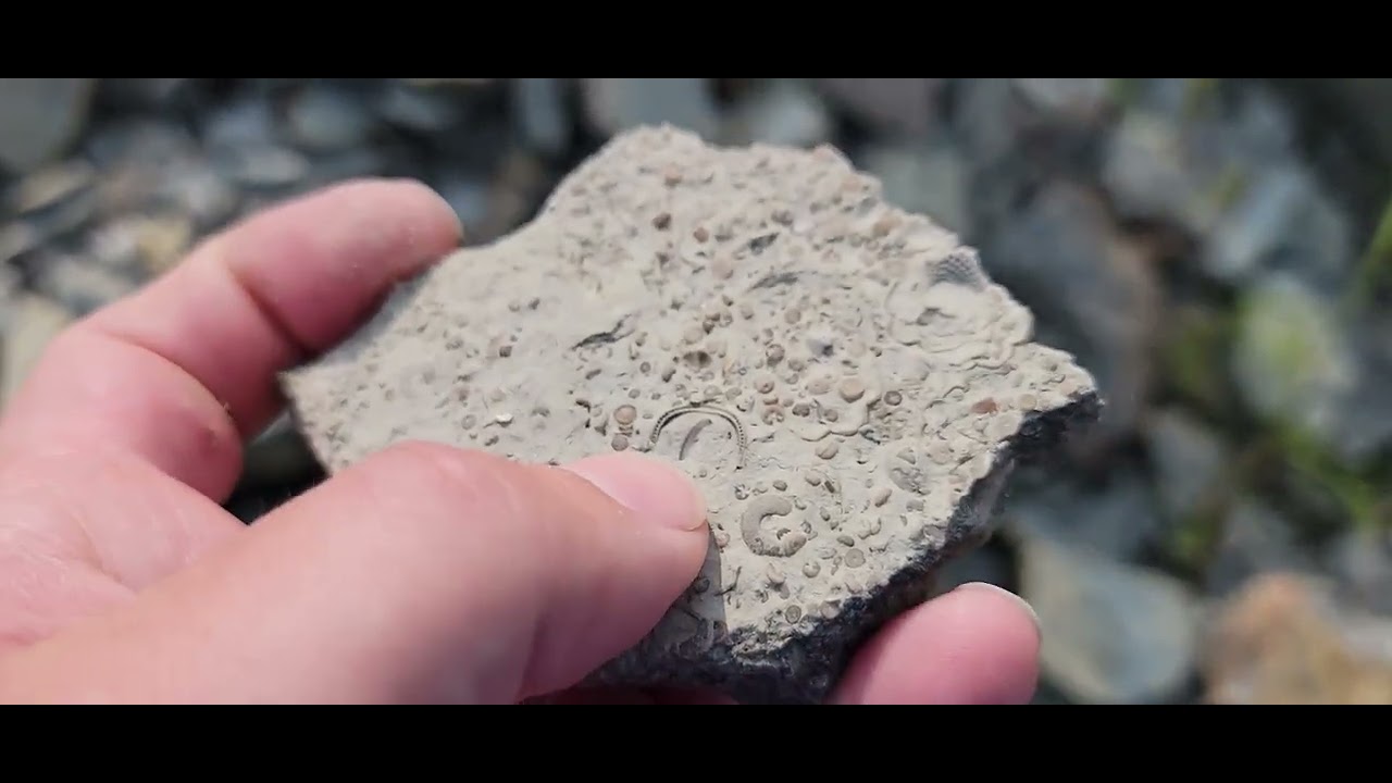 Fossil Collecting in Owen County Kentucky