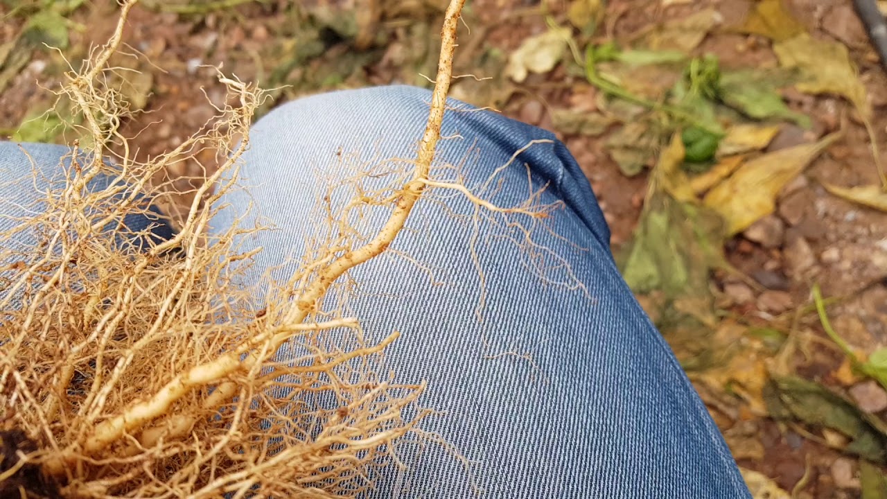 KÖK ÇÜRÜKLÜĞÜ İLE MÜCADELE ETMEZSEK NE OLUR? NE ZAMAN MÜCADELE ETMELİYİZ? #kök #kökçürüklüğü