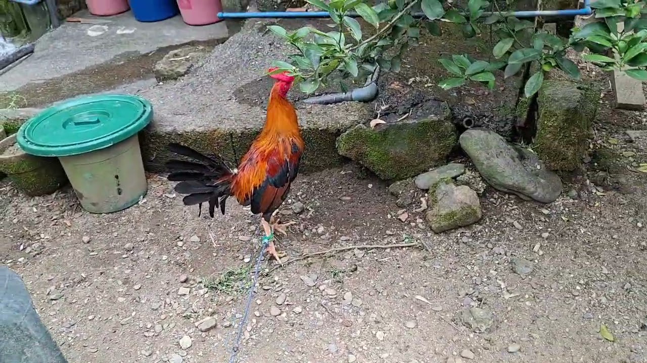 Secreto para sa mabilis na pagpaparami ng mga manok 
