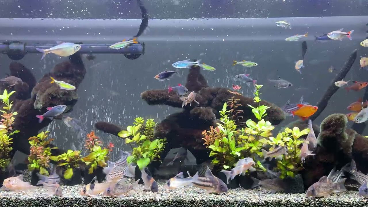 Relaxing Aquarium 1646 / 熱帯魚50種混泳水槽 アクアリウム ディナータイム 4K