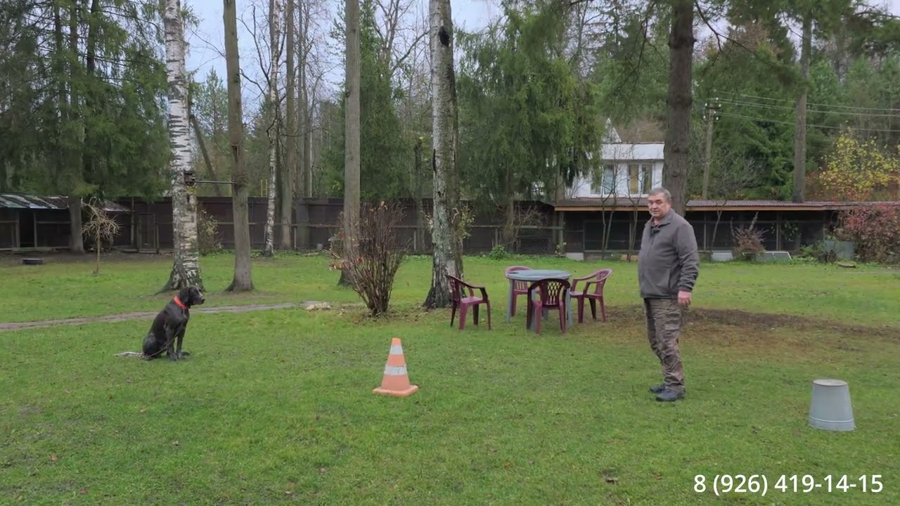Как научить собаку ходить рядом