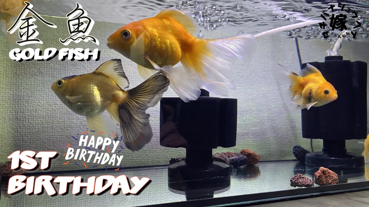 【金魚】生後1年が経ちました！【スポンジフィルターのみ 水換え方法】