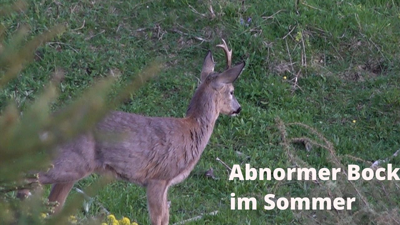 Rehwildjagd in den Tiroler Bergen