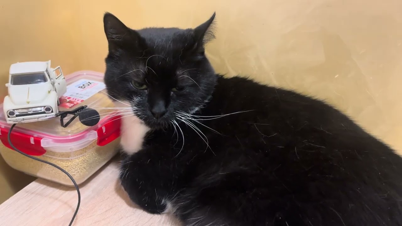 Relaxing video for sleep. Purring Cat sound for Relaxation. Cute Cat video 4K for Relax. Cat Purr 