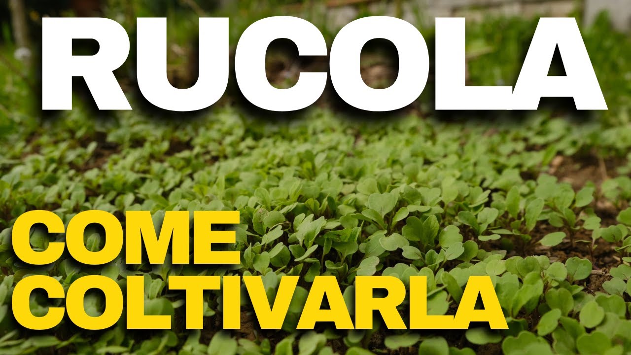 COME COLTIVARE la RUCOLA - per averla SEMPRE FRESCA nell'ORTO