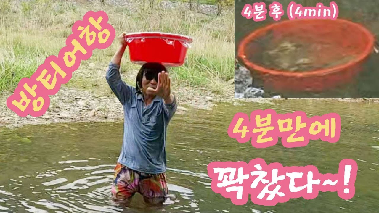 방티 어항 4분 만에 꽉 찼다   Catch fish in a large bowl fishbowl