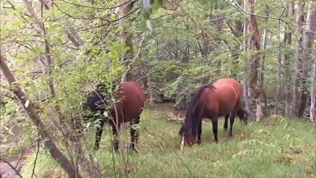 Cavalli Selvaggi Val d'Aveto - Wild Horse Watching