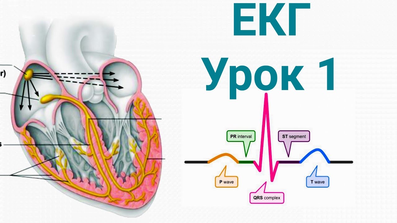 Основи аналізу ЕКГ. Урок 1