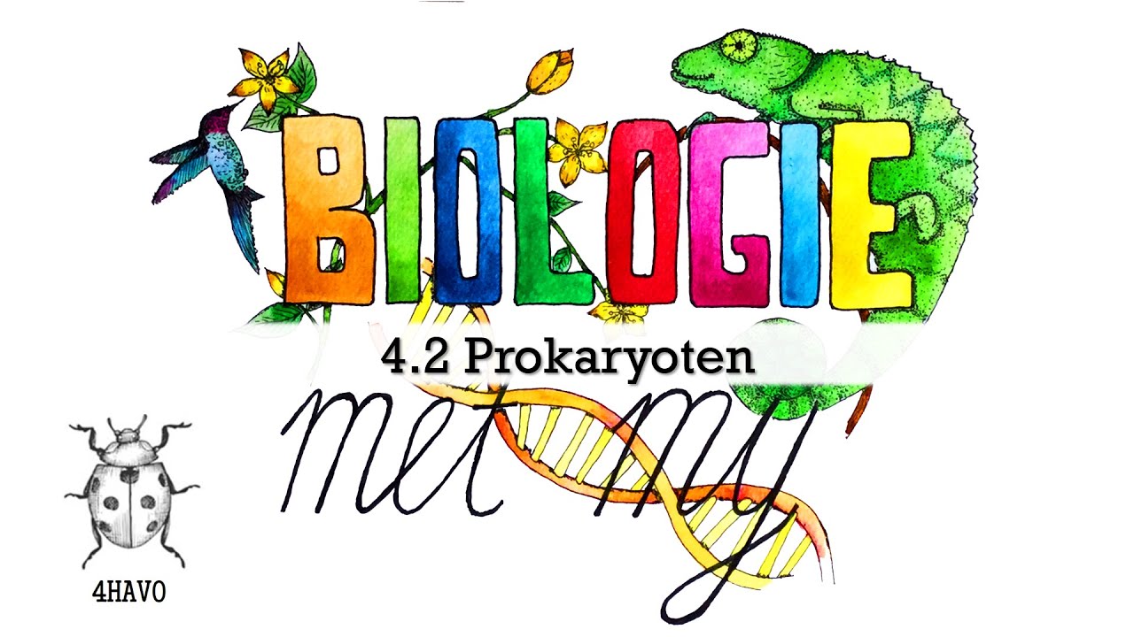 4H - 4.2 Prokaryoten