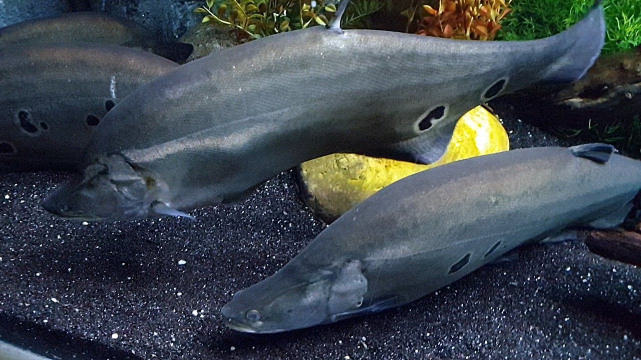El pez cuchillo payaso (Chitala ornata) Ficha Técnica