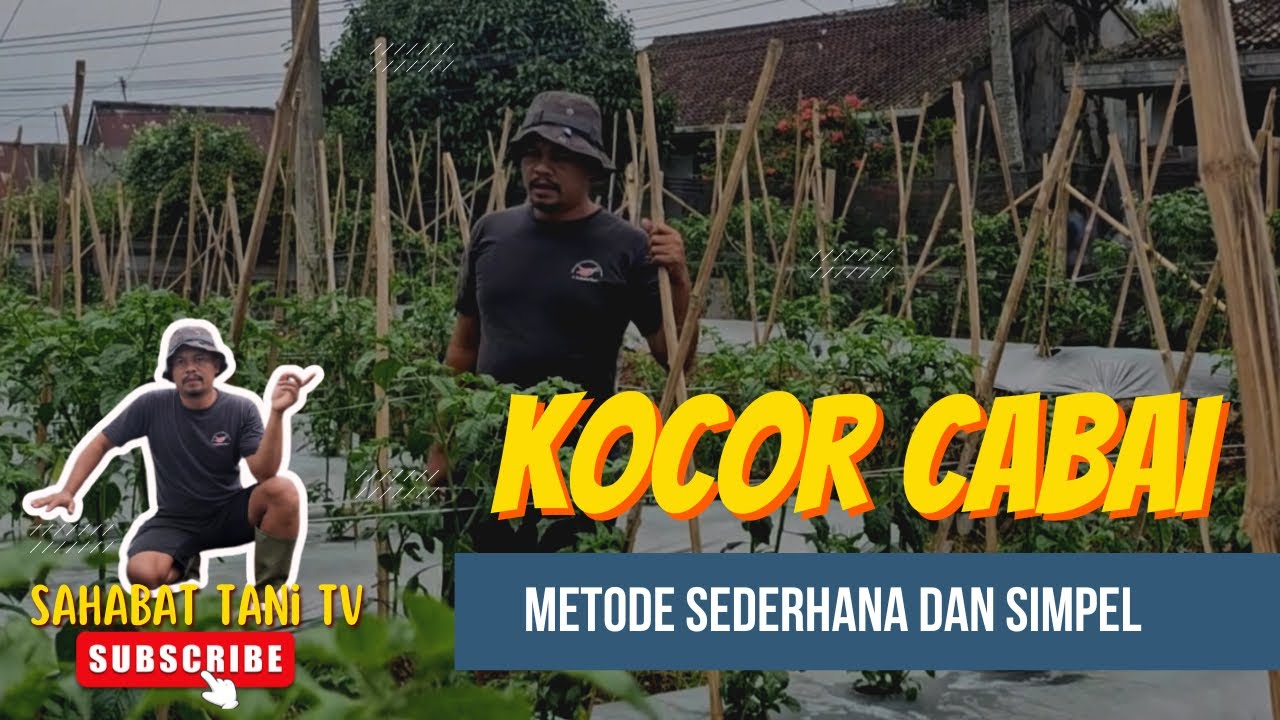 Kocor cabai metode sederhana dan simpel